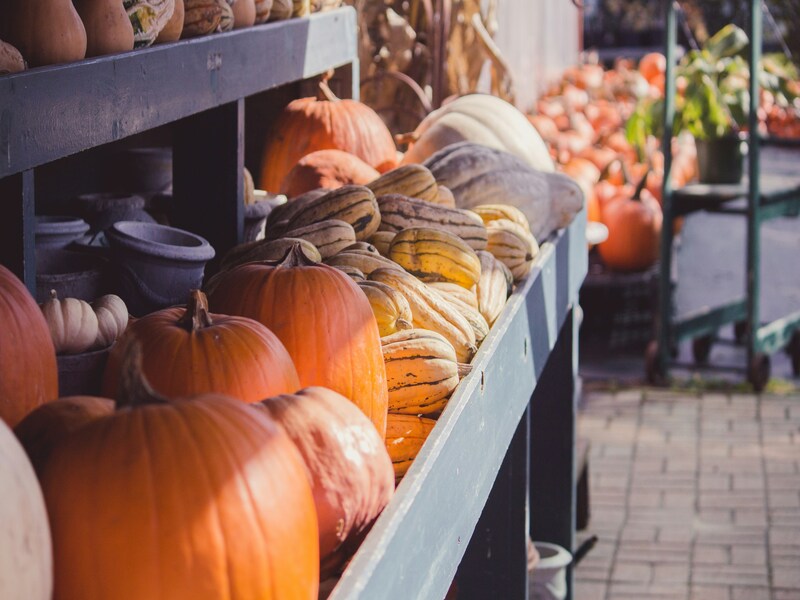 can-ebt-pay-for-pumpkins