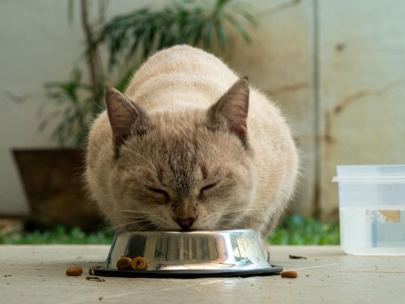 free pet food for low-income families